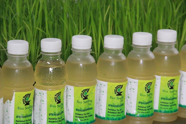 Pasteurized tea product from Phitsanuloke 2 rice seedlings