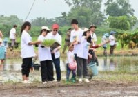 รูปภาพ : มทร.ล้านนา เชียงราย จัดกิจกรรม สืบสาน รักษา ต่อยอด จิตอาสา ปลูกวันแม่ เกี่ยววันพ่อ เทิดไท้พระคุณแม่ แซ่ซ้องพระพันปีหลวง 12 สิงหาคม 2567