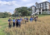 รูปภาพ : มทร.ล้านนา ลำปาง จัดกิจกรรมเกี่ยวข้าววันพ่อ เพื่ออนุรักษ์สายพันธุ์ข้าว “ธัญสิริน” ให้เป็นสายพันธุ์ข้าวบริสุทธิ์ 11 ธค67