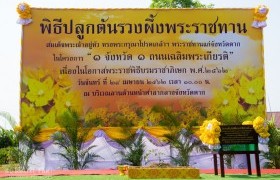Image : RMUTL Tak Campus planted Yellow Star trees celebrating for the Royal Coronation