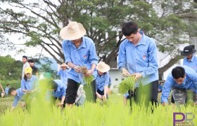 รูปภาพ : มทร.ล้านนา ลำปาง จัดกิจกรรม ราชมงคลร่วมใจ ปลูกข้าววันแม่ เก็บเกี่ยววันพ่อ สานต่อวัฒนธรรม ประจำปี 2562