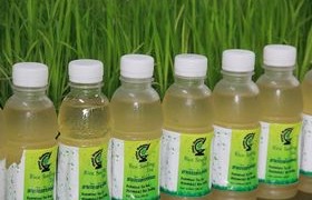 Image : Pasteurized tea product from Phitsanuloke 2 rice seedlings