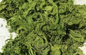 Image : Algae processed product
