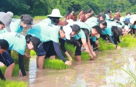 Image : Creative Welcoming Ceremony: Transplant Rice Seedling among Senior and Juniors Generations at RMUTL Phitsanuloke