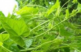Image : Health Benefits of Thai herbs 